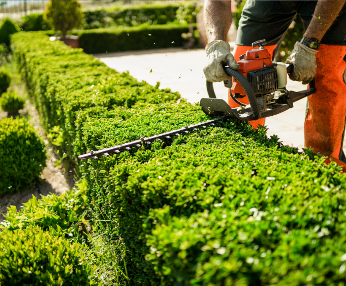 Bush and Shrub prunning