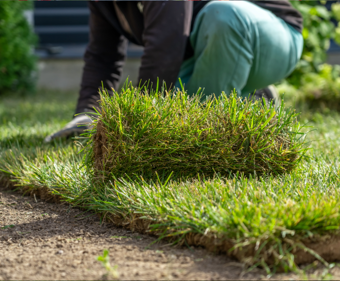 Lawn sodding image