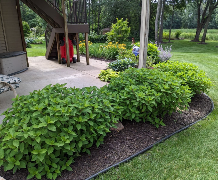 mulching around flowers