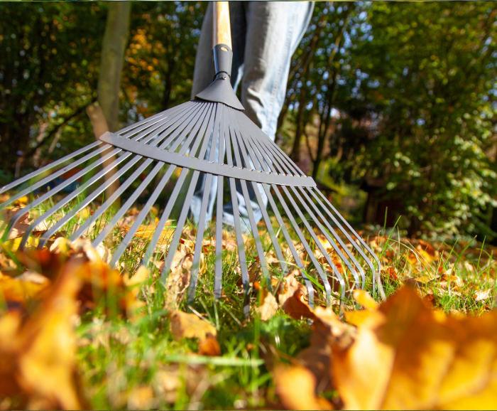 raking leafs during fall season