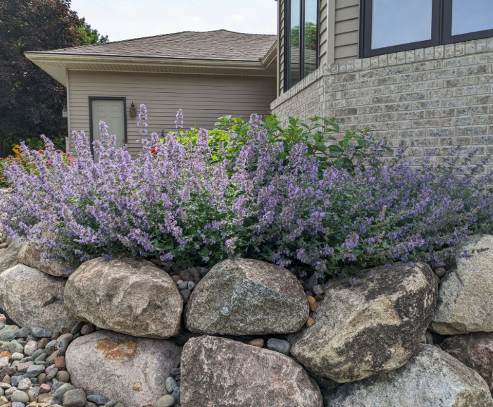 russian sage planted within boulders