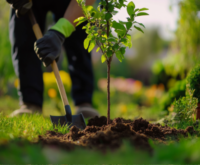planting tree image